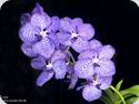 Vanda coerulea KOK 418